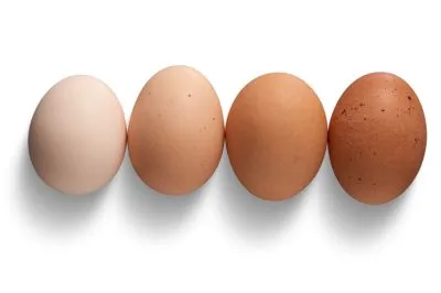 Photo de 4 oeufs différents